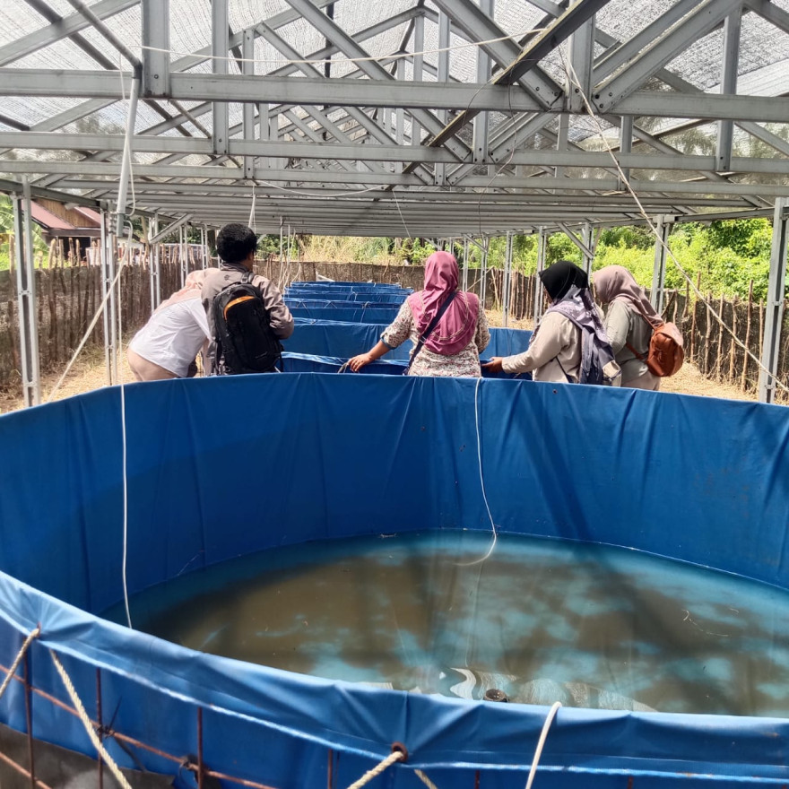 budidaya lele dengan sistem bioflok Desa Taba Mutung mendukung program ketahanan pangan 